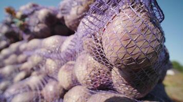 Close-up of organic beets packed in purple mesh bags during harvest. video