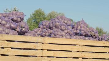 Piles of beet bags next to wooden crate under clear sky on farm. video
