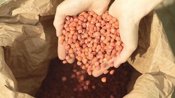 Hands holding red seeds over open paper sack for planting. video