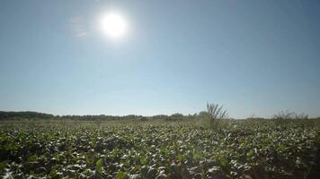 Field of the red beetroot in a summer. video