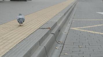 Special curb for bus stops for an inclusive city space. Dove on the sidewalk video