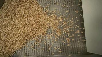 Roasting peanuts. Sorting operations in nuts factory. Roasted peanut packaging production line 4 video