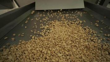 Roasting peanuts. Sorting operations in nuts factory. Roasted peanut packaging production line 3 video