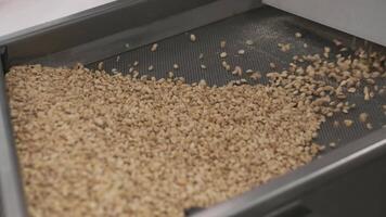 Roasting peanuts. Sorting operations in nuts factory. Roasted peanut packaging production line 9 video