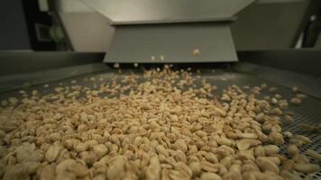 Roasting peanuts. Sorting operations in nuts factory. Roasted peanut packaging production line. video