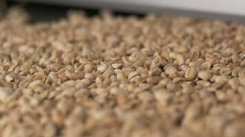 Roasting peanuts. Sorting operations in nuts factory. Roasted peanut packaging production line 11 video