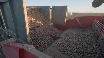 Planting a large agricultural field. Tractor with potatoes. The tractor pours potatoes into the holes. Agricultural work, farming. video