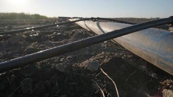 Irrigation system on agricultural land. Water saving drip irrigation system being used in a field. 10 video