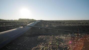 Irrigation system on agricultural land. Water saving drip irrigation system being used in a field. 7 video