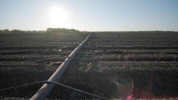 Irrigation system on agricultural land. Water saving drip irrigation system being used in a field. 8 video