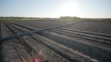 Irrigation system on agricultural land. Water saving drip irrigation system being used in a field. 12 video