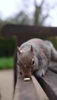Close up of a gray squirrel perched on a wooden bench in a London park, nibbling on food with subtle head and body movements. Blurred greenery in the background. video