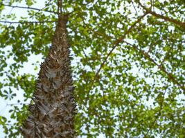 Upward view of a spiky tree trunk with green leaves and branches against the bright sky photo