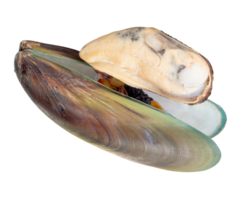 Cooked or steamed green mussels with green mussels meat in stack isolated with clipping path in file format png