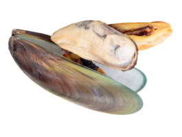 Three cooked or steamed green mussels with green mussels meat in stack isolated with clipping path in file format png