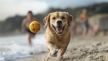 Golden Retriever Dog Playing Fetch on a Sunny Beach photo