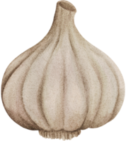 Freshly garlic are rich in vitamins png