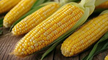 Freshly Harvested Corn Cobs Displayed on Wooden Surface in a Natural Setting photo