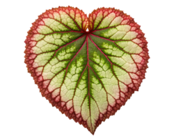 Heart-shaped leaf with striking red and green patterns on a transparent background png