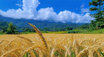 Golden Wheat Field Under a Blue Sky With Clouds in a Rural Landscape photo