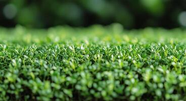 Lush Green Microgreens Growing in a Bright, Healthy Environment During the Day photo
