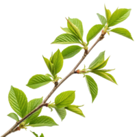 Spring branch with green leaves png