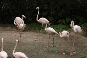 Bird flamingo live in nature photo