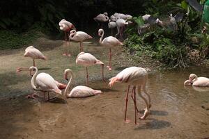 Flamingos live in a lake photo