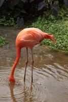 Pink flamingo in a water photo