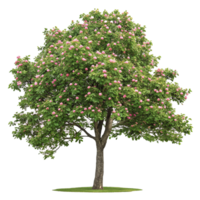 Tulip tree on transparent background isolated png