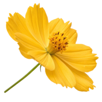 Vibrant yellow flower png