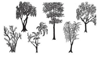Six illustrations of trees in diverse shapes vector