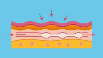 Barrier Breakdown A detailed of the skin barrier with arrows showing how nanotechnology breaks through the outer stratum corneum for deeper ingredient tration.. vector