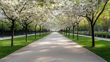 A paved path lined with trees and flowers photo