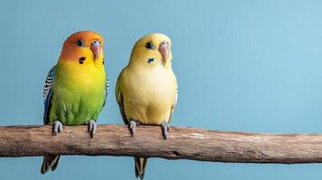 Two colorful birds sitting on a branch photo