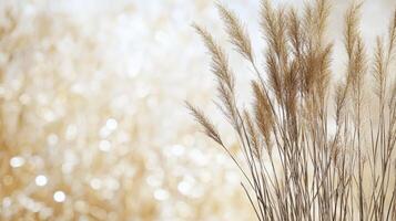 A vase of dry grasses in front of a golden background photo