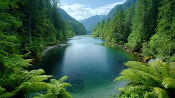 A river surrounded by green trees and ferns photo