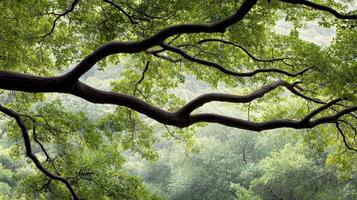 A tree branch with leaves and branches in the forest photo