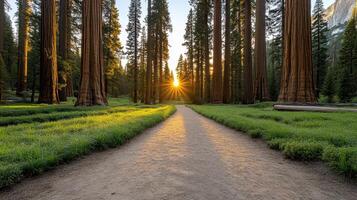 A dirt path in the middle of a forest photo