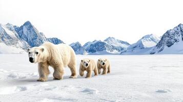 A polar bear and her cubs walking in the snow photo
