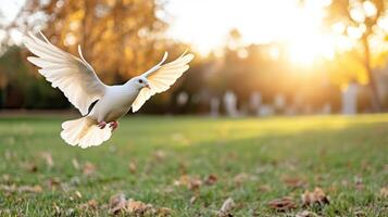 A white dove flying in the air over a grassy field photo