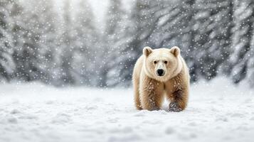 A white bear is walking through the snow photo
