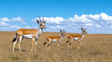 Three gazelles standing in a field with a blue sky photo
