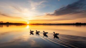 Geese swimming in the lake at sunset photo