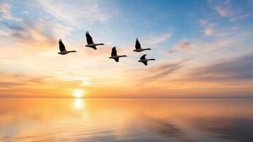 Geese flying over the ocean at sunset photo