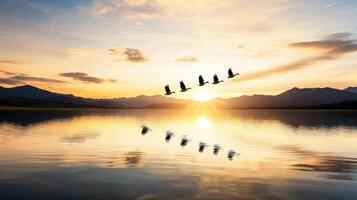 Geese flying over a lake at sunset photo