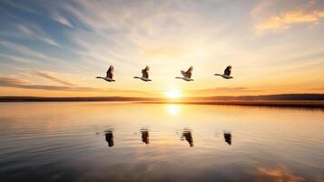 Four geese flying over a lake at sunset photo