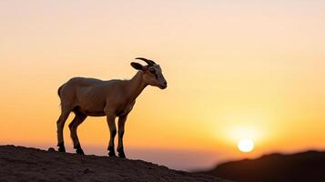 Goat standing on a hill at sunset photo