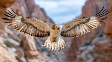 A hawk flying over a canyon with its wings spread photo
