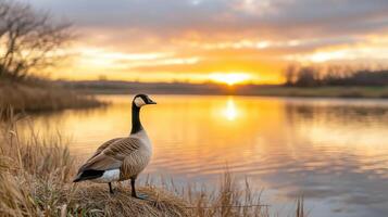 A goose stands on the bank of a river at sunset photo